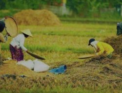 DKPP Mateng Waspadai Alih Fungsi Lahan Sawah ke Sawit: Ancaman Serius bagi Ketahanan Pangan