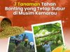 Kementerian Pertanian Dorong Budidaya Tanaman Adaptif untuk Antisipasi Dampak Musim Kemarau