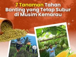 Kementerian Pertanian Dorong Budidaya Tanaman Adaptif untuk Antisipasi Dampak Musim Kemarau