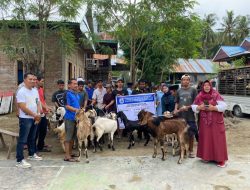 Pemprov Sulbar Salurkan Bantuan Ternak Kambing 1.870 Ekor untuk Peternak Lokal di Lima Kabupaten