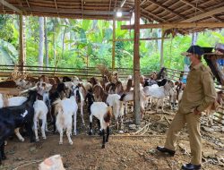 SDK-JSM Salurkan Bantuan Kambing: Inspektorat Pastikan Tepat Sasaran