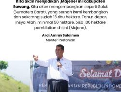 Majene Bersiap Jadi Sentra Baru Bawang Merah Nasional: “Kabupaten Bawang” untuk Indonesia Timur