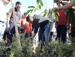 Rawat Lingkungan, Munafri–Melinda Hadiri Penanaman Tabebuya di Lakukan GPIB