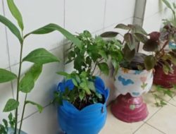 SD Inpres Batua I Laksanakan Program Tanaman Obat Sekolah untuk Edukasi Lingkungan dan Gaya Hidup Sehat