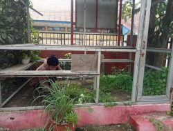 Peduli Lingkungan, SDN Tabaringan 5 Makassar Gelar Pembenahan Green House