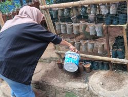 SMP Negeri 10 Makassar Gotong Royong Garap Pokja Mading, Taman, dan Kolam Ikan